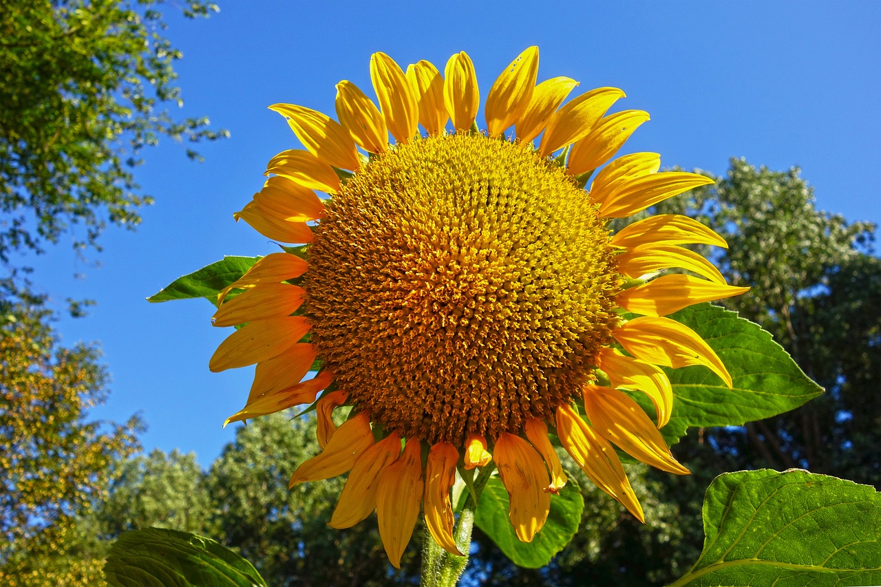 Best Plants for Landscaping Near Patios